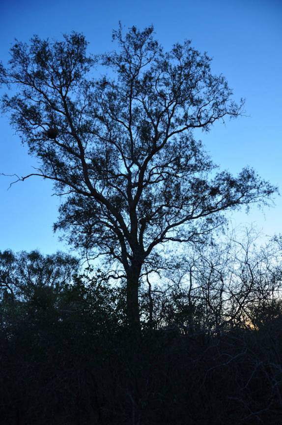 Fim de tarde no Parque Nacional Ten, Agripino Enciso, em La Patria, no noroeste do Chaco - Paraguai